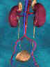 kidney3.jpg (2747 bytes)